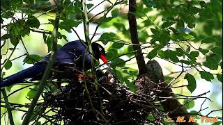 台灣藍鵲育雛(Taiwan blue magpie feeds baby birds)