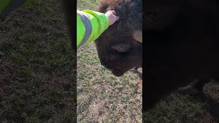 Bison Headbutt Knock Down || ViralHog