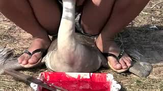Slaughter Animal