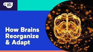 Brain Growth:  Neuroplasticity in the Classroom