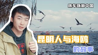 三十多年前昆明是没有海鸥的，为什么来过冬的海鸥越来越多？