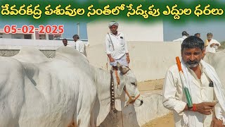 దేవరకద్ర సంతలో సేద్యపు ఎద్దుల ధరలు | Devarakadra Bulls market | 05-02-2025 @purnafarms