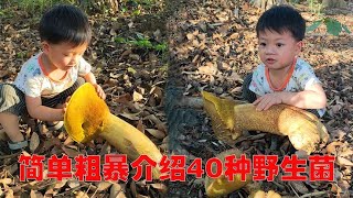 简单粗暴介绍40种野生菌