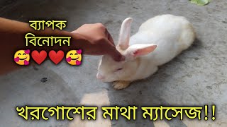 কেহেরমান খরগোশের মাথা ম্যাসেজ | খরগোশ পালন মজা | খরগোশের ফানি ভিডিও | Amazing Funny Rabbit Training