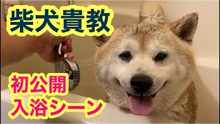 柴犬貴教！　初の入浴シーン公開です❤️　泣き叫ぶ〜！とにかくお風呂が苦手な貴教くんです。