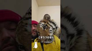 大きな茶トラ猫と暮らすと起きること