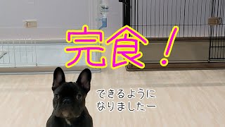 【フレンチブルドッグ】成長！ごはんを完食できるようになったよ♪