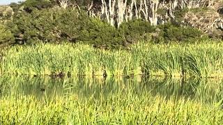 Beautiful Wetlands. #wetlandbirds #beautifulbirds #wetlands