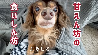 元保護犬が元気がなくなってから甘えん坊になった先住犬がやって来た！【チワックスとダックスフンド】