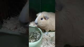 エサを持ってない飼い主に見切りを付けるモルモット #shorts #guineapig #モルモット