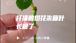 扦插的切花朱丽叶长根了｜秋天的惊喜｜2022/08/26