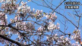 鎌倉・大船の玉縄桜や梅が見頃/植物園や貞宗寺/神奈川新聞（カナロコ）