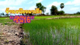 🌾🌾ข้าวเหนียวนาปรังปี66-67 \