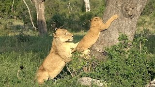 A Summer Safari 🦁 🐆 ☀️ 🍃