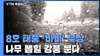 [날씨] 8호 태풍 '바비' 북상...제주 내일부터 영향권  / YTN