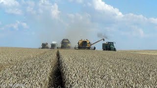 Agro-Bölcske Zrt Búza Aratás/wheat harvest [2014]