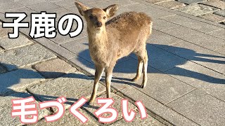 毛づくろいをする小鹿 A fawn grooming in the deer park