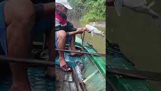 Tajur ikan baung..