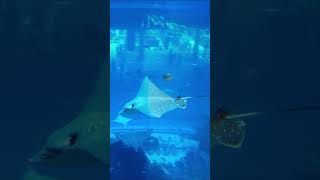 Dubai Aquarium | Dubai Aquarium & Under water zoo | Dubai Mall | Andi & Arjun Vlogs