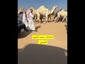 الابل مشاركة محمد العدوه العجمي الفحل وإنتاجه وضح