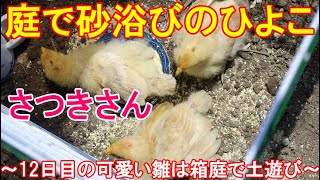 庭で砂浴びのヒヨコ～生後12日目の名古屋コーチン雌鶏とボス雄鶏候補の可愛い幼雛～