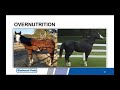 equine nutrition 101 és takarmánycímkék olvasása – lindsay burer bemutatja