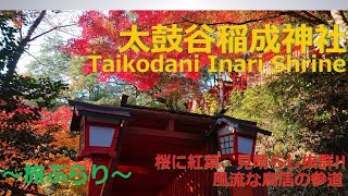 太鼓谷稲成神社 Taikodani Inari Shrine・桜に紅葉 風流な千本鳥居と城下町～旅ぶらり～