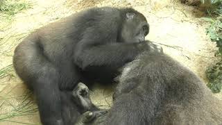 【京都市動物園】ゴリラのゲンキ、息子がふたり　Gorilla Genki, two sons