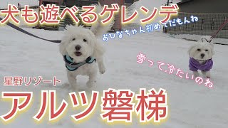 【春スキー】愛犬と一緒に滑れるスキー場｜元保護犬の雪初体験の様子にビックリ！