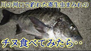 川で釣れた寄生虫まみれのチヌを食べてみたら・・・