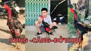 3 Cách Giúp Gà Xung Căng Đỏ Khoẻ - Tuấn Hạ Hoà