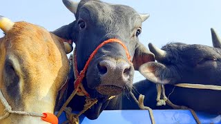 cow videos, cow unloading, cow video, animal, big cow, goru hamba, cow love, Ep - 15