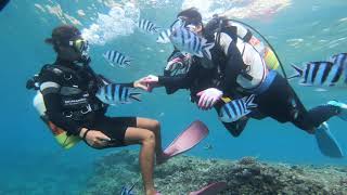 沖縄・青の洞窟で「ダイビング」体験！完全貸切のプライベートな空間を満喫！