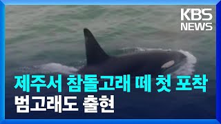 제주서 참돌고래 떼 첫 포착…보호종 범고래도 출현 / KBS  2022.06.13.