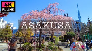 【4K】Sakura viewing walk along Asakusa Sensoji Temple and Sumida Riv. (Mar. 2022) | 浅草寺と隅田川沿いの桜を花見散歩