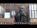 可愛い馬からのお誘い♡乗る準備から馬上の景色まで、全部見せちゃいます！【ツルマルボーイ様のシモべ】