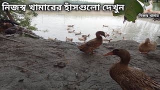 নিজস্ব খামারের হাঁসগুলো দেখুন।।