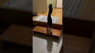 【出迎猫】尻尾ピーンして駆け寄ってくるねこ#shorts #保護猫#ふさふさ尻尾