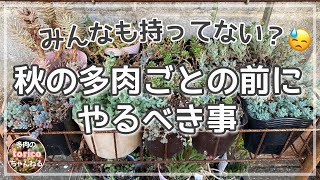 【秋の多肉ごとの前にやるべき事】見て見ぬふりしてない？多肉植物