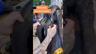 Dreadlock Buildup Tsa Dreads Dreadstyles Dreadlocks Shorts