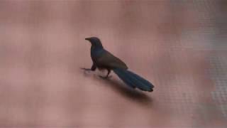 Greater Coucal  Bharadwaj Bird