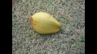 Pure fresh coconut water drink from palm tree