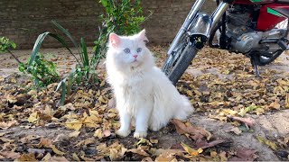 Adorable Cats Having Fun In The Garden! Cute And Funny Cat Video! 😸🎉funny baby cats