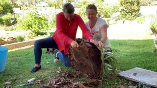 How to remount a large eklhorn fern - Things by Twins