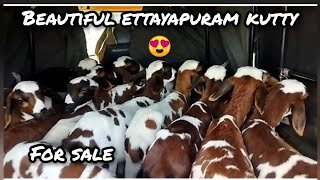 Ettayapuram pottu kutty Virpanaiku | எட்டையபுரம் பொட்டுக்குட்டிகள் விற்பனைக்கு உள்ளது..