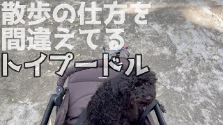 飼い主の散歩に付き合ってくれてるトイプードルのメルちゃん