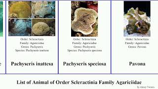 List of Animal of Order Scleractinia Family Agariciidae coral leptoseris pavona pachyseris sheet