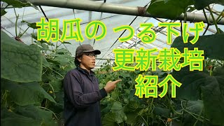 きゅうりのつる下げ更新栽培の紹介【2021年12月16日】秋〜春の長期栽培