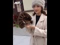 mwfur mink hat female whole mink autumn and winter fur winter mink fur ear protection middle aged