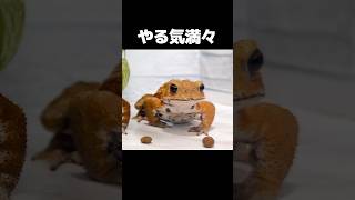 ご飯だヒキガエル　Funny Toad Video #animals #funny #cute